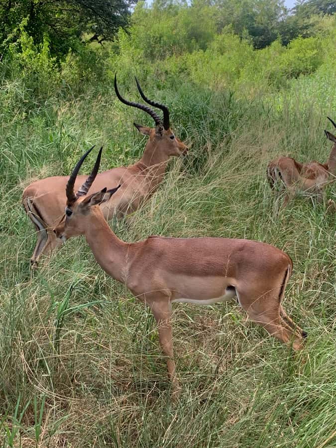 Full Day Hluhluwe Imfolozi Game Reserve Tour from Durban - Big Five hopes, smaller animals, and close encounters