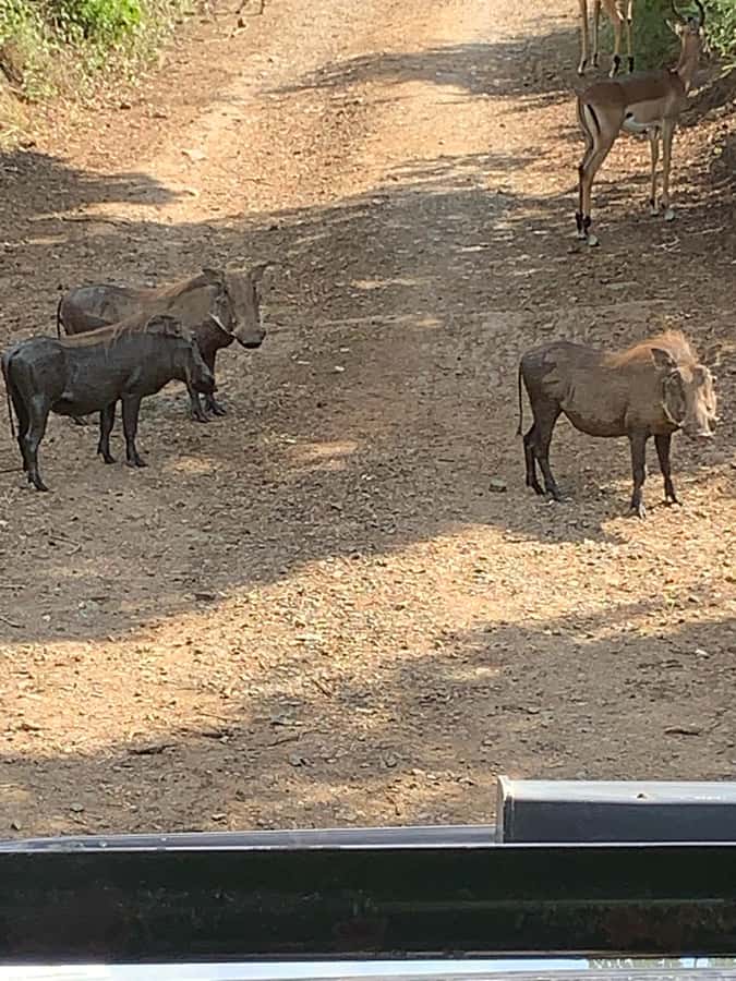 Full Day Hluhluwe Imfolozi Game Reserve Tour from Durban - The guide and vehicle matter more than usual