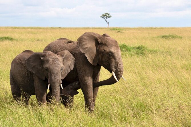 Full Day Isimangaliso Wetlands Park -Croc & Hippo &Game Fr Durban - Why St Lucia makes the morning special