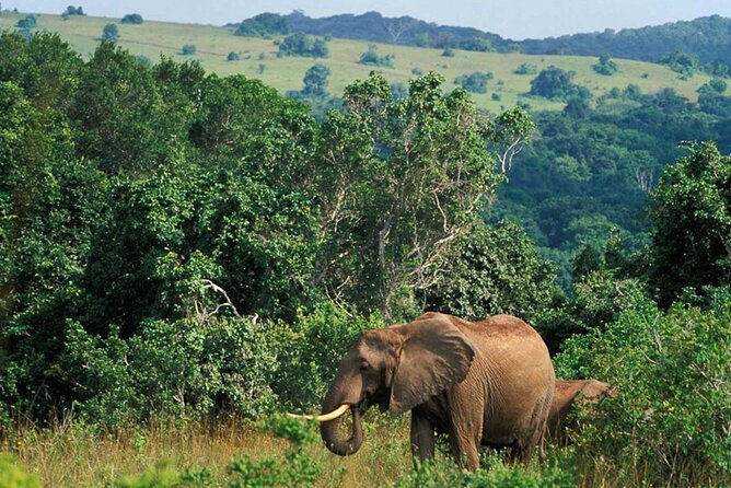 Full Day Isimangaliso Wetlands Park -Croc & Hippo &Game Fr Durban - Four hours inside iSimangaliso Wetland Park