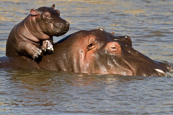 Full Day Isimangaliso Wetlands Park -Croc & Hippo &Game Fr Durban - What the guide adds to the experience