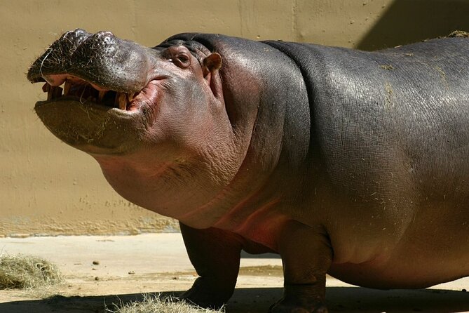 Full Day Isimangaliso Wetlands Park -Croc & Hippo &Game Fr Durban - Practical details before you reserve