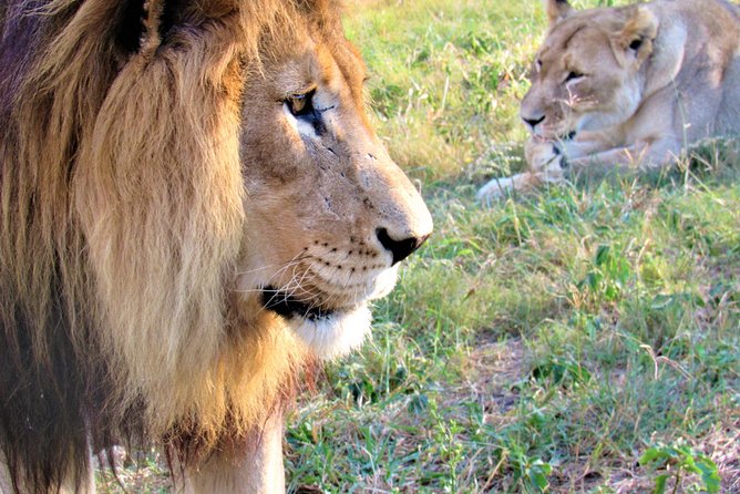 Full-Day Kruger National Park Safari - Key things to know before booking