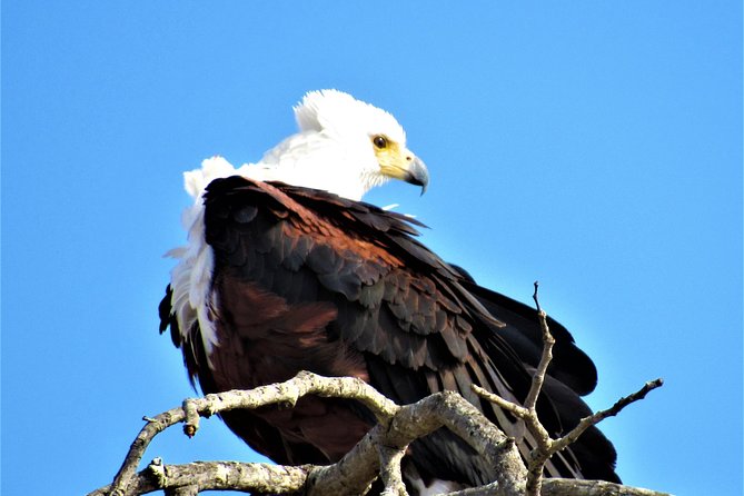 Full-Day Kruger National Park Safari - Searching for the Big Five