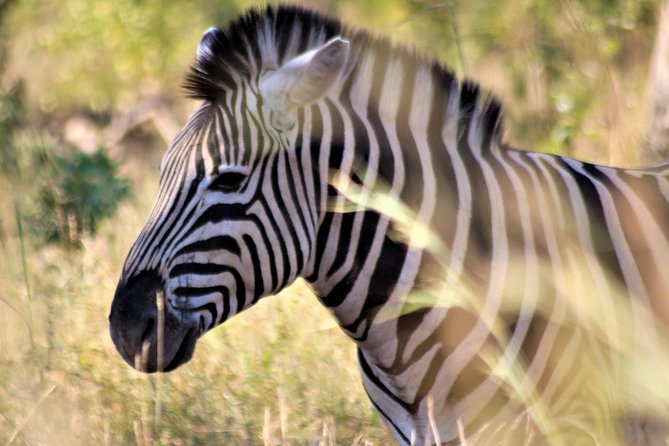 Full-Day Kruger National Park Safari - Beyond animals: paintings, archaeology, and trees