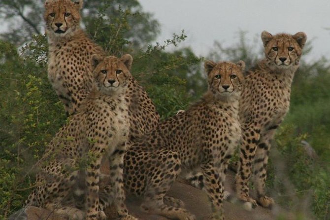 Full-Day Kruger National Park Safari - Open vehicle or air conditioning?