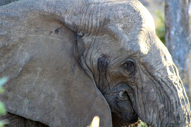 Full-Day Kruger National Park Safari - Is $121.21 a fair price?