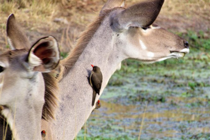 Full-Day Kruger National Park Safari - Who will get the most from this safari?