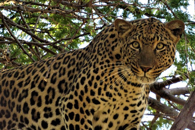 Full-Day Kruger National Park Safari - Entering Kruger through Pabeni Gate