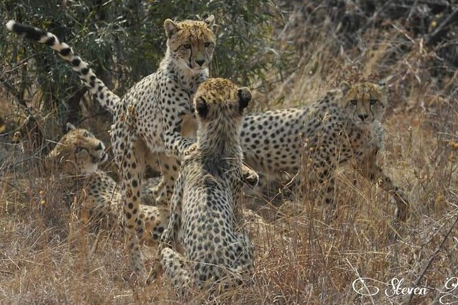Full Day Kruger National Park Tour - An Early Start from Hoedspruit