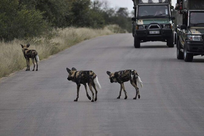 Full Day Kruger National Park Tour - Coffee, Rusks, and the First Kruger Views