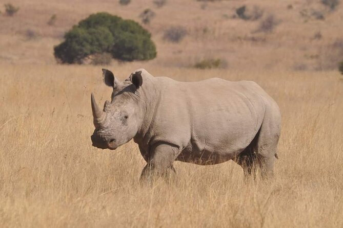Full Day Kruger National Park Tour - Searching for the Big Five Without a Promise