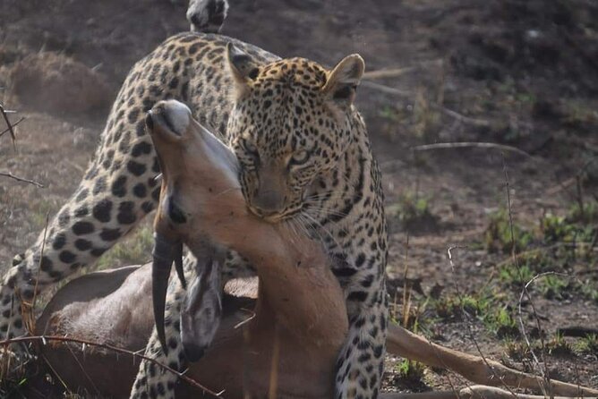 Full Day Kruger National Park Tour - Why the Small Group Matters