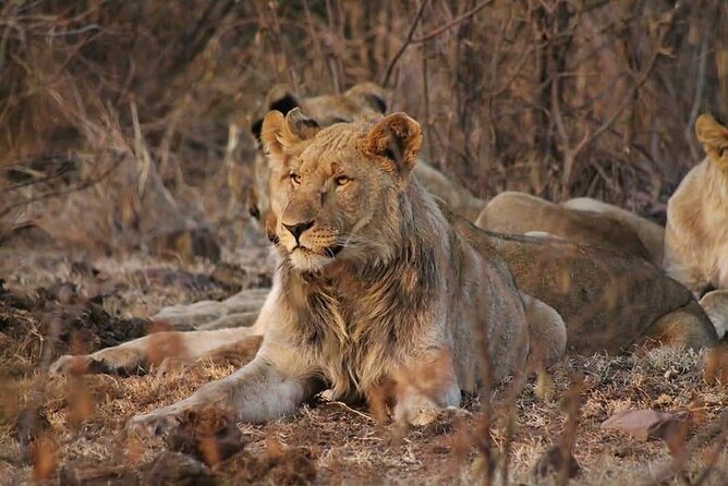 Full Day Kruger National Park Tour - Food, Water, and the Costs Beyond $101.17