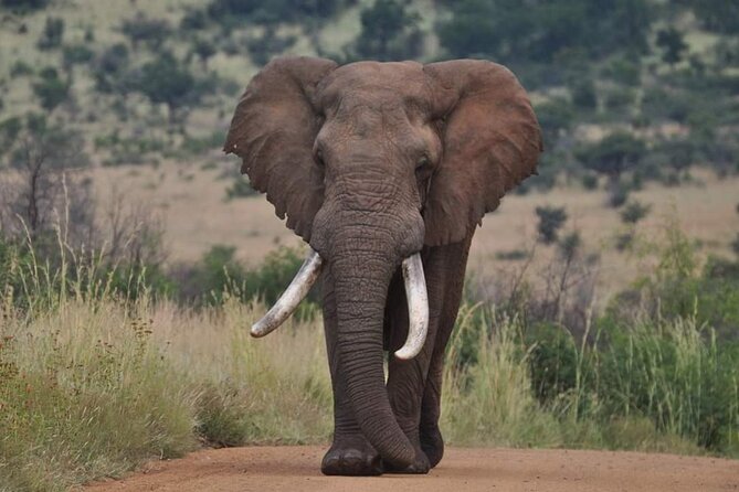 Full Day Kruger National Park Tour - A Tour That Works for Families and First-Time Safari Visitors
