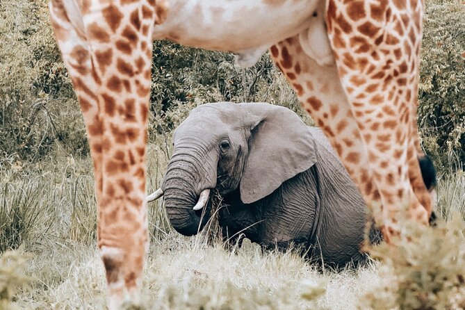 Full Day Kruger National Park Tour - Practical Booking Advice Before You Go