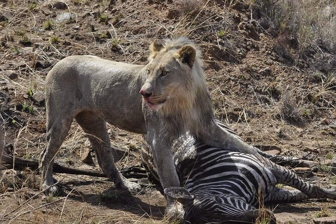 Full Day Kruger National Park Tour - Eleven Hours in an Open Safari Vehicle
