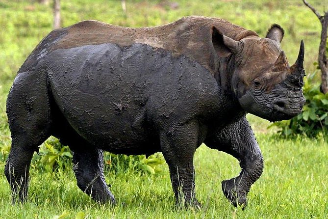 Full Day Kruger Park Safari From Hazyview - Why the early start from Hazyview is worth it