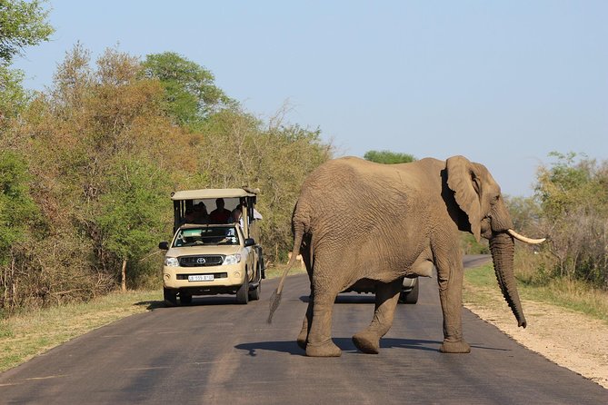 Full Day Kruger Park Safari From Hazyview - Skukuza adds a useful pause to the day