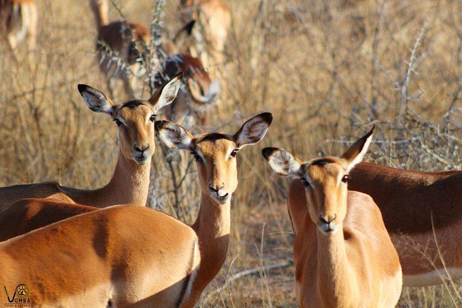 Full Day Kruger Park Safari From Hazyview - The guide makes or breaks the day