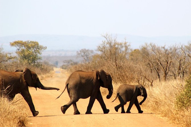 Full Day Kruger Park Safari From Hazyview - A small-group safari with room for questions