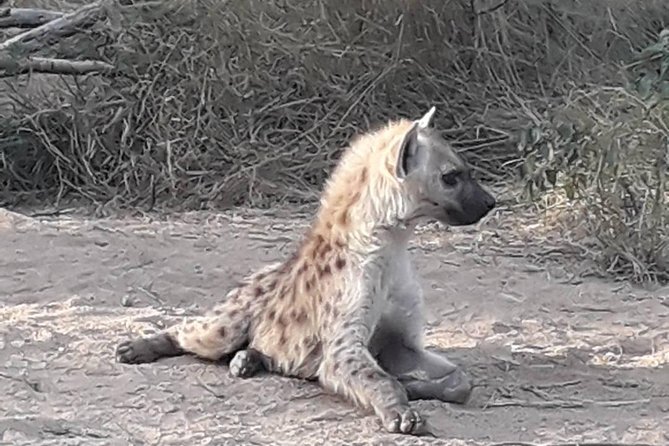 Full-Day Kruger Park Safari from Nelspruit, Whiteriver or Hazyview - Why a full day in Kruger makes sense