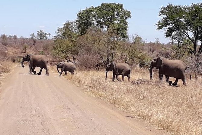 Full-Day Kruger Park Safari from Nelspruit, Whiteriver or Hazyview - Searching for Kruger’s Big Five