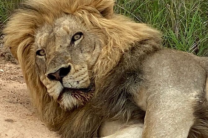 Full-Day Kruger Park Safari from Nelspruit, Whiteriver or Hazyview - What the 10-hour itinerary feels like