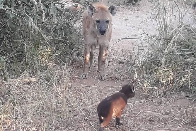 Full-Day Kruger Park Safari from Nelspruit, Whiteriver or Hazyview - Starting from Nelspruit, White River, or Hazyview