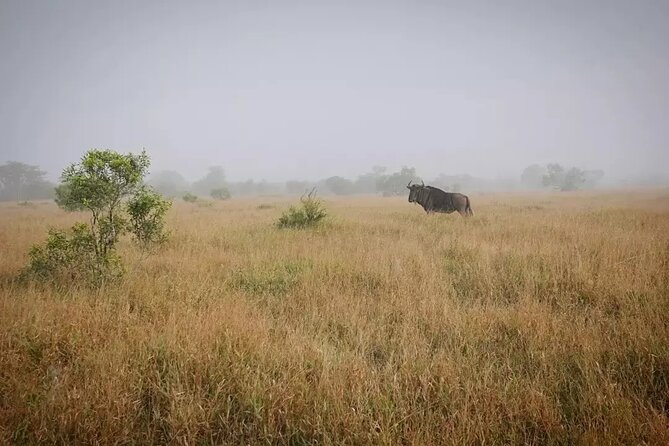 Full Day Kruger Park Wildlife Safari from Hoedspruit - Key points at a glance