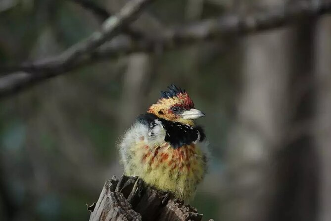 Full Day Kruger Park Wildlife Safari from Hoedspruit - Why a full day in Kruger matters