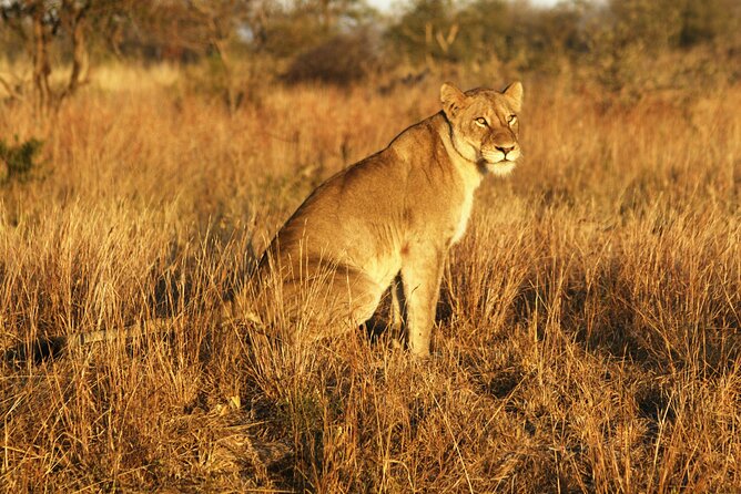 Full Day Kruger Park Wildlife Safari from Hoedspruit - Inside the open safari vehicle