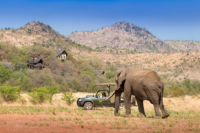 Full Day Pilanesberg Experience in Open Vehicle - The guiding is the strongest part