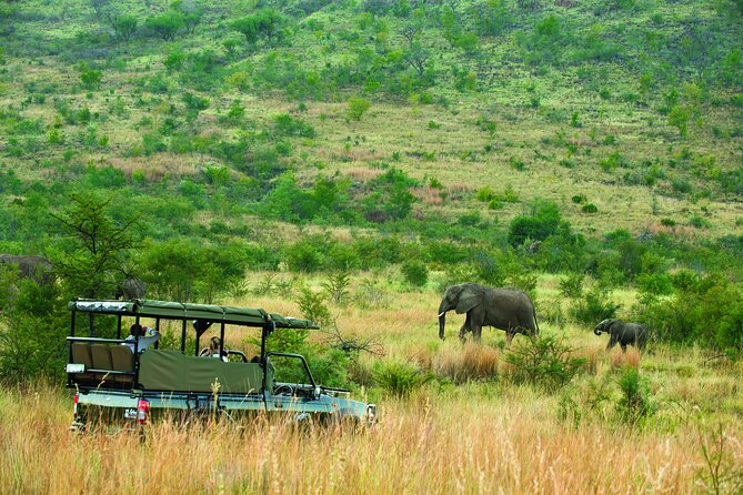Full Day Pilanesberg Safari Adventure - What the strong guide feedback means for you