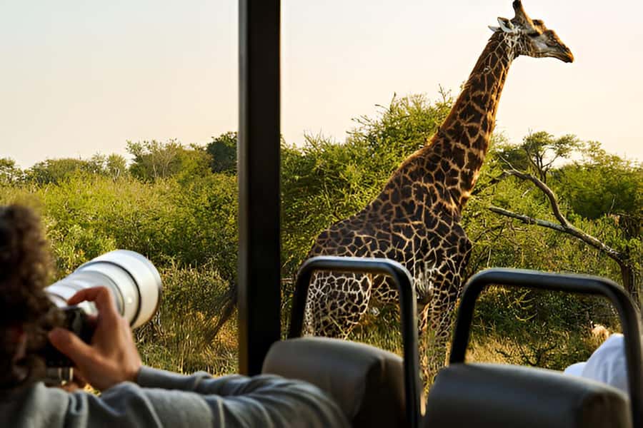 Full-Day Pilanesberg Safari from Sun City - Key points to know before you book