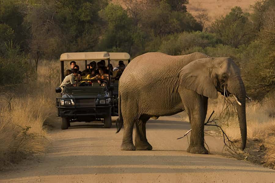 Full-Day Pilanesberg Safari from Sun City - What the $104 price really includes