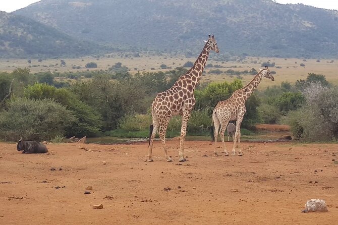 Full day Pilanesberg Safari Tour - Leaving Johannesburg and handling the morning traffic