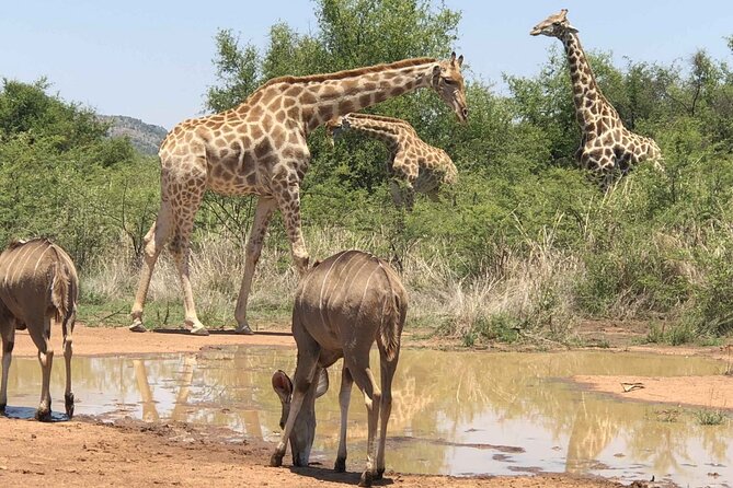 Full day Pilanesberg Safari Tour - Searching for the Big Five without false promises