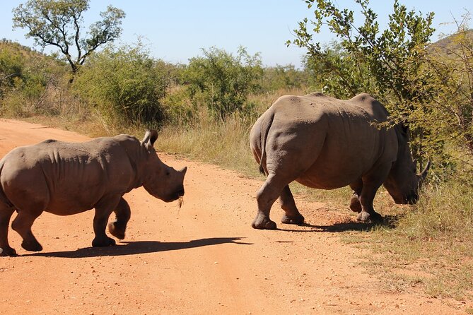 Full day Pilanesberg Safari Tour - Is $230.89 good value?