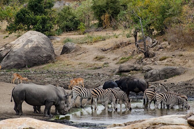 Full day Pilanesberg Safari Tour - Who will enjoy this full-day outing?