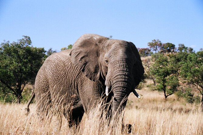 Full day Pilanesberg Safari Tour - Six hours of game driving inside the park