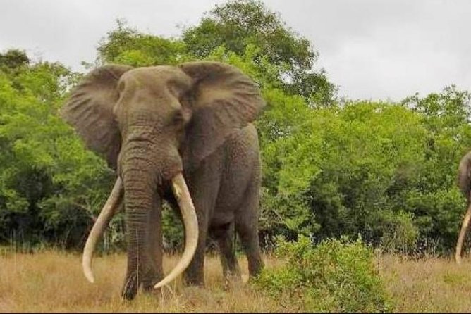 Full day Private Addo elephant safari min 4 pax max 12 pax - Key things to know before booking