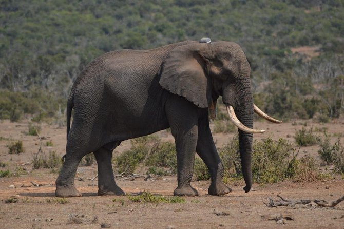 Full day Private Addo elephant safari min 4 pax max 12 pax - Pickup from Port Elizabeth and the meeting point