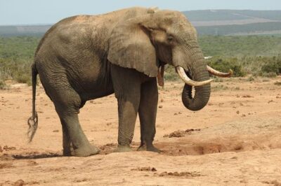 Full day Private Addo elephant safari min 4 pax max 12 pax