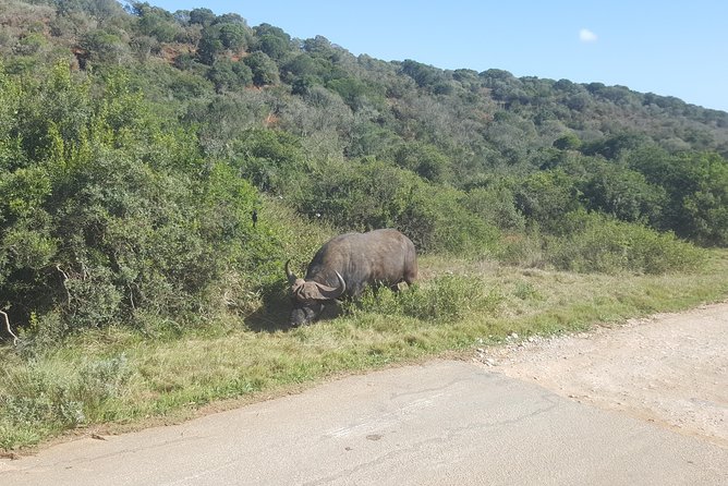 Full day Private Addo elephant safari min 4 pax max 12 pax - Lunch and the rhythm of a seven-hour outing