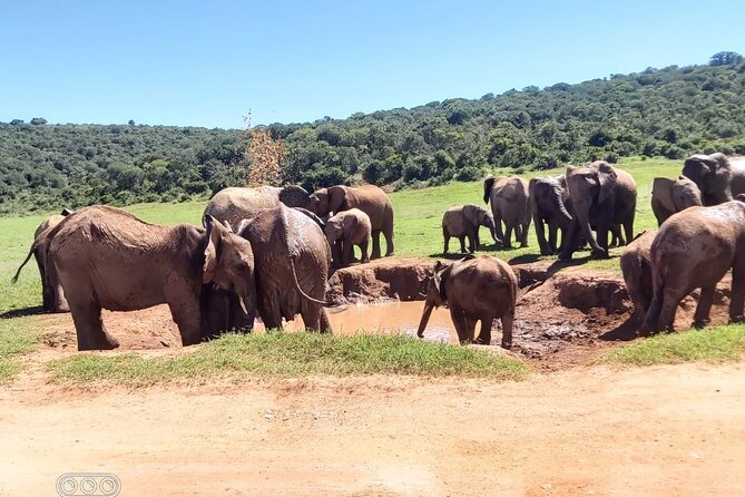 Full day Private Addo elephant safari min 4 pax max 12 pax - Vehicle comfort can make or break the experience