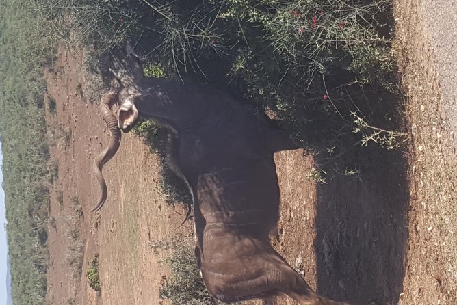 Full day Private Addo elephant safari min 4 pax max 12 pax - Is $230.82 per person good value?