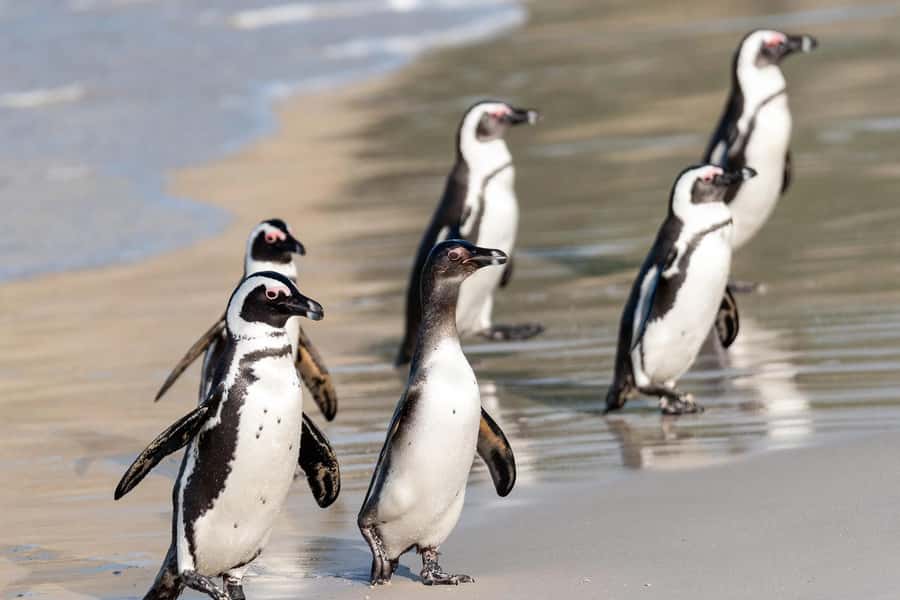Full-Day Private: Best of the Cape - Simon’s Town adds a short coastal pause