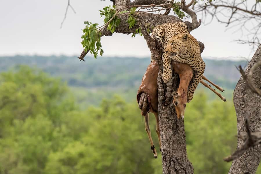 Full-Day Private Big 5 Safari in Kruger National Park - Key points before you book