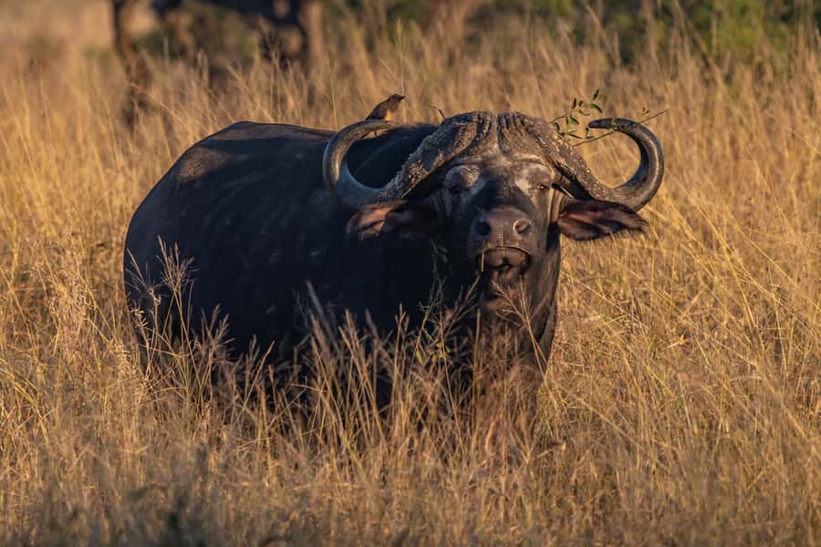 Full-Day Private Big 5 Safari in Kruger National Park - Who will get the most from this safari